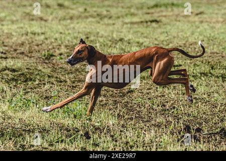 Chien Azawakh soulevé du sol lors de la compétition de course de chien courant directement dans la caméra Banque D'Images