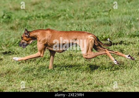 Chien Azawakh soulevé du sol lors de la compétition de course de chien courant directement dans la caméra Banque D'Images