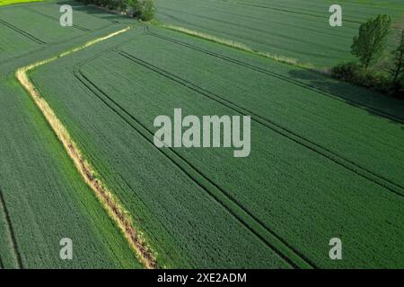 Vue aérienne vue géométrique de dessus du champ de maïs de blé vert. Vue volante de semis de maïs vert. Les têtes de maïs en motif. Agricultu Banque D'Images