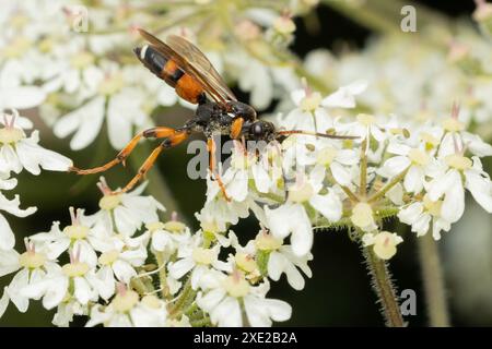 Une incroyable guêpe d'ichneumon marchant sur des têtes de fleurs, Royaume-Uni Banque D'Images