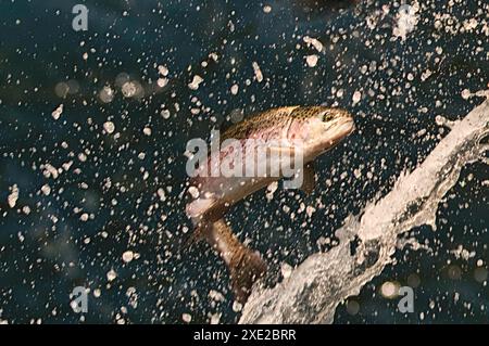 Ces truites arc-en-ciel font des mouvements et des formations intéressants lorsqu'elles sortent d'un tuyau et tombent dans la rivière en contrebas lors d'un repeuplement de la fourche Sipsey. Banque D'Images