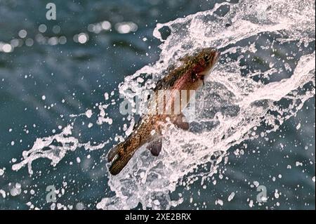 Ces truites arc-en-ciel font des mouvements et des formations intéressants lorsqu'elles sortent d'un tuyau et tombent dans la rivière en contrebas lors d'un repeuplement de la fourche Sipsey. Banque D'Images