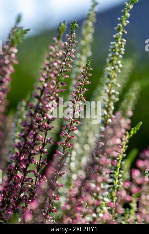 Calluna vulgaris, bruyère commune, lingue, bruyère floraison en été. Gros plan. Détail. Banque D'Images