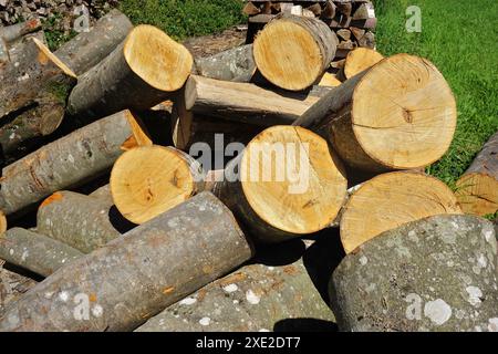 Bois de hêtre ; pieu de bois ; bois de chauffage Banque D'Images