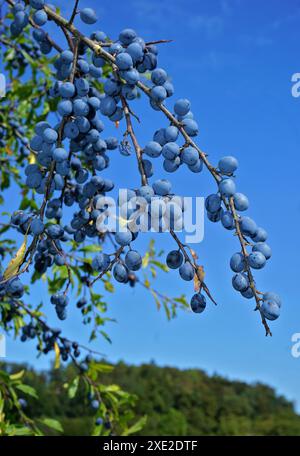 Blackthorn ; Sloe ; Black Haw; Banque D'Images