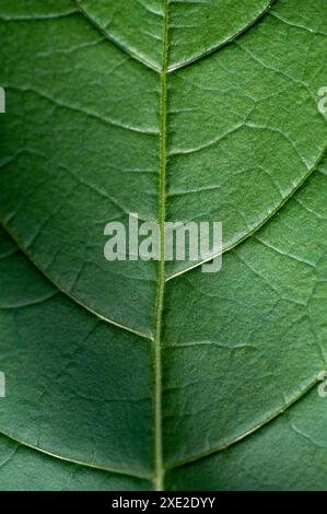 Feuilles d'Atropa belladonna, communément appelée belladonna ou mortileuse de nuit. Banque D'Images