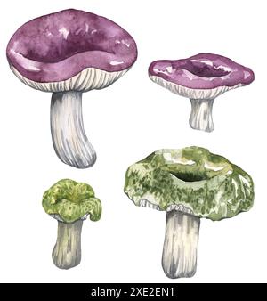 Ensemble de champignons comestibles aquarelle, isolé sur fond blanc. Illustration de la recherche de nourriture d'automne. Banque D'Images