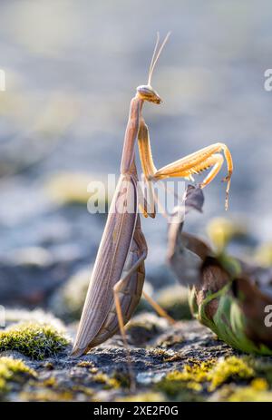 Mantite priante brune (Mantodea) en été. Banque D'Images