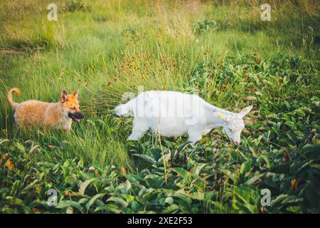 Vieux chiot berger allemand (Westerwälder Kuhhund) élevant des chèvres Banque D'Images