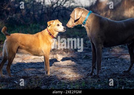 Deux chiens face à face dans une zone boisée avec la lumière du soleil créant un effet dramatique. L'un d'eux est Weimaraner. Banque D'Images