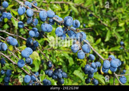 Blackthorn ; Sloe ; Black Haw; Banque D'Images