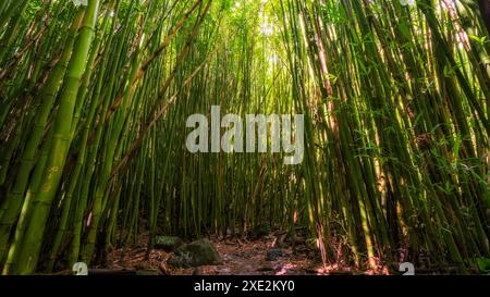 Forêt de bambou le long de la piste en Kipaula Pipiwai, Maui, Hawaii, United States Banque D'Images