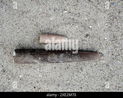 Merveilles fossiles de la mer Baltique : Belemnites, également connu sous le nom de tonnerre, trouvé dans les falaises de craie ou les lits de gravier. Idéal pour les collectionneurs et la décoration Banque D'Images