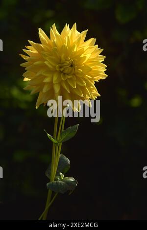 Semi-cactus dahlia, Mainaugold Banque D'Images