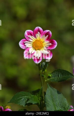 Dahlia Olivia, ruf blanc-rose Banque D'Images