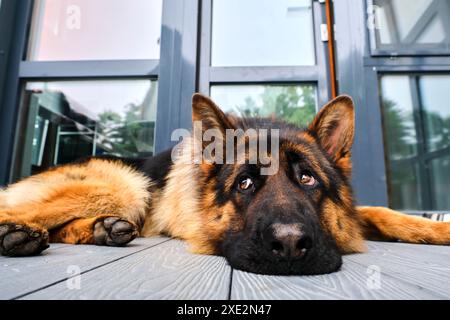 Chien de berger se trouve sur la terrasse. Banque D'Images