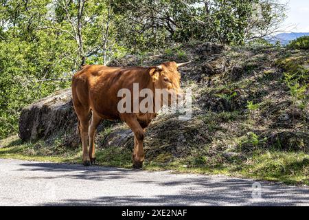 La vache Cachena dans le parc national Peneda-Geres dans le nord du Portugal. C'est une race traditionnelle portugaise de bovins de montagne excellente pour sa viande et ses tractus Banque D'Images