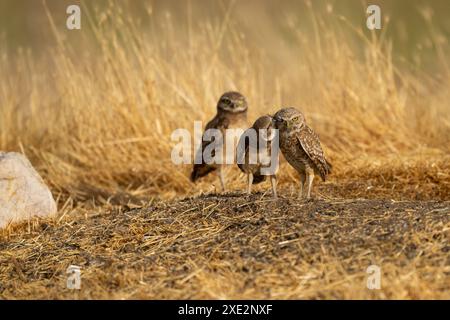 Hibou foudre juvénile embrassant maman Banque D'Images