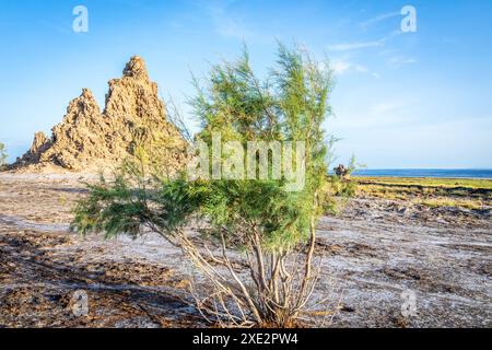 Cheminées préhistoriques calcaires formations rocheuses géologiques au fond du lac séché, lac salé Abbe, région de Dikhil, Djibouti Banque D'Images