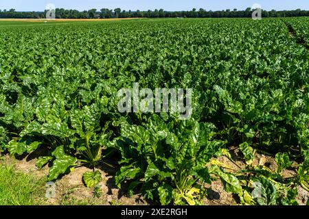 Agriculture, champ, champ avec betterave sucrière, stade précoce de croissance, croissance vigoureuse, près d'Issum, NRW, Allemagne Banque D'Images