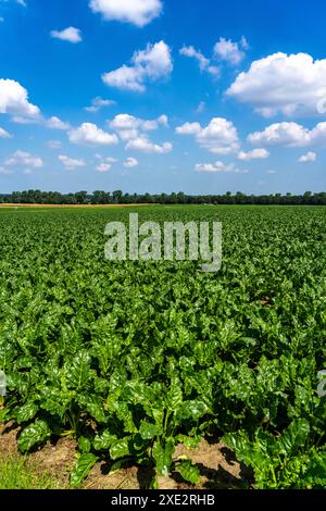 Agriculture, champ, champ avec betterave sucrière, stade précoce de croissance, croissance vigoureuse, près d'Issum, NRW, Allemagne Banque D'Images