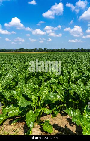 Agriculture, champ, champ avec betterave sucrière, stade précoce de croissance, croissance vigoureuse, près d'Issum, NRW, Allemagne Banque D'Images