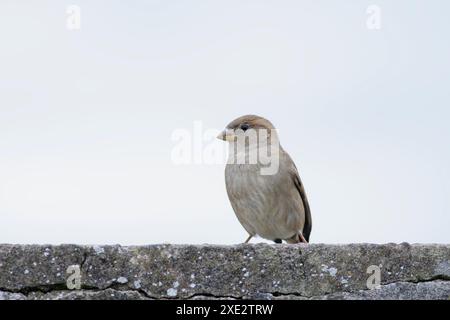 oiseau moineau domestique, passaridae, passer domesticus Banque D'Images