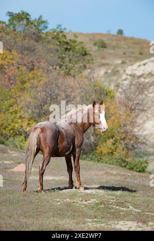 Cheval de jument mustang sauvage coloré Bay roan dans le parc national Theodore Roosevelt, Medora, Dakota du Nord, États-Unis Banque D'Images