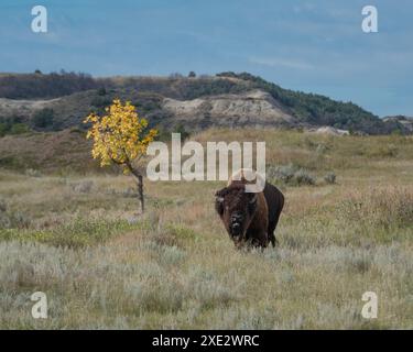 Un bison solitaire fait face et regarde dans l'herbe des prairies près d'un arbre solitaire au feuillage d'automne, South Unit Theodore Roosevelt National Park, Dakota du Nord, États-Unis Banque D'Images