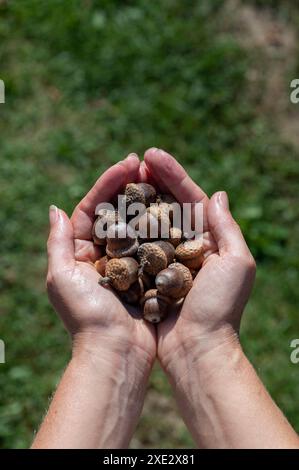 Femme tenant des glands de chêne rouge du nord dans ses mains. Glands Quercus rubra. Banque D'Images