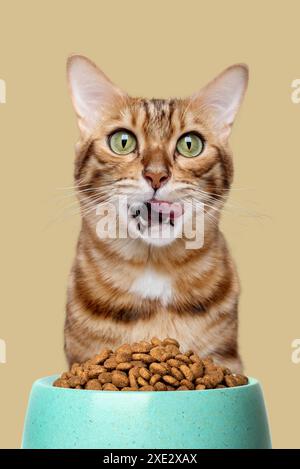 Un chat du Bengale lèche sa bouche près d'un bol de nourriture. Banque D'Images