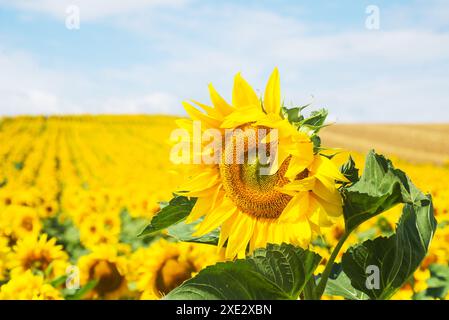 Beau tournesol par beau temps ensoleillé avec un fond naturel. Mise au point sélective. Photo de haute qualité Banque D'Images