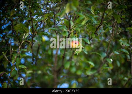 Pomme solitaire suspendue à une branche d'arbre Banque D'Images