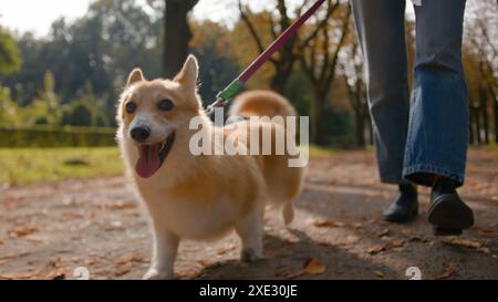 Gros plan petit ami charmant chiot gallois corgi pembroke chien aller en laisse dans le parc à l'extérieur jambes féminines méconnaissable propriétaire de maître de femme marchant Banque D'Images