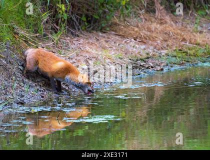 Jeune renard roux buvant du ruisseau Banque D'Images