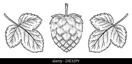 Plante de cône de houblon pour le brassage de la bière, graine d'herbe de jardin Humulus lupulus avec feuilles esquisse botanique de contour. Ingrédient alimentaire de brasserie de boisson lager. Vecteur Illustration de Vecteur