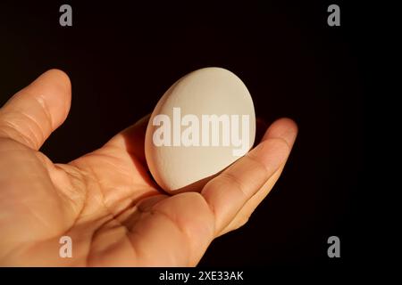 Oeuf de poule blanc dans la main d'une femme. Banque D'Images