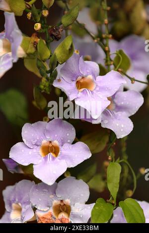 432 fleurs d'horlogerie laurier violet-rose -Thunbergia laurifolia- en inflorescence penduleuse, mouillée après une averse tropicale. Santo Domingo-Granma-Cuba. Banque D'Images