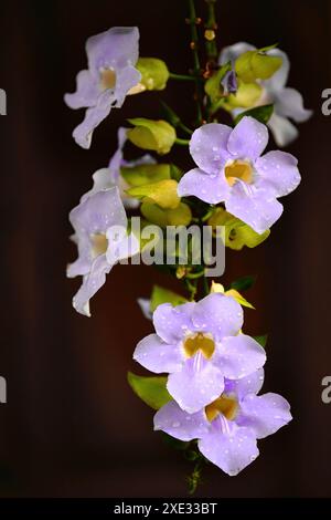 433 fleurs d'horlogerie laurier violet-rose -Thunbergia laurifolia- en inflorescence penduleuse, mouillée après une averse tropicale. Santo Domingo-Granma-Cuba. Banque D'Images