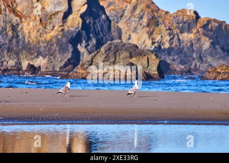 Mouettes sur Whaleshead Beach avec fond de Rocky Cliffs au niveau des yeux Banque D'Images