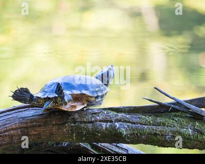 Tortue sur bûche dans l'eau. Tortue se prélasse au soleil sur un rocher au milieu de l'eau. Petite tortue dans la nature. Mignonne petite tourbillon Banque D'Images