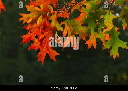 Feuilles d'un chêne marécageux en automne Banque D'Images