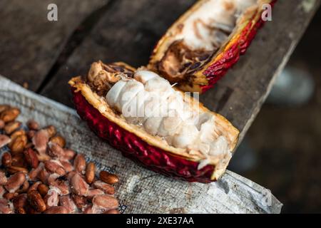 gros plan d'un fruit de cacao divisé en deux, mettant en valeur ses fèves de cacao naturelles à l'intérieur. Cette image met en évidence la forme brute des fèves de cacao, en soulignant thei Banque D'Images