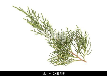 Juniperus thurifera ou brindille espagnole de genévrier isolée sur fond blanc Banque D'Images