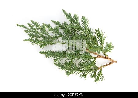 Juniperus squamata ou brindille de genévrier de l'Himalaya isolée sur fond blanc Banque D'Images