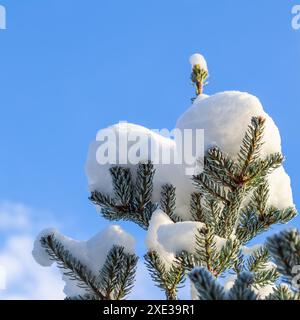 Branches d'épinette coréenne avec de la neige blanche fraîche contre le ciel bleu en hiver Banque D'Images