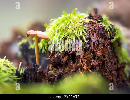 Un minuscule tabouret émergeant d'une souche d'arbre en décomposition dans les bois. Banque D'Images