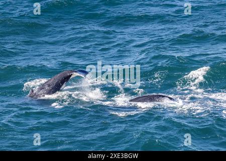 Baleines à bosse migrant vers le nord le long de la côte est de l'Australie Banque D'Images