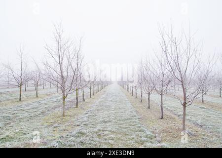 Plantation d'arbres fruitiers. pruniers après une tempête de pluie verglaçante en hiver et sur un jour avec un fo Banque D'Images