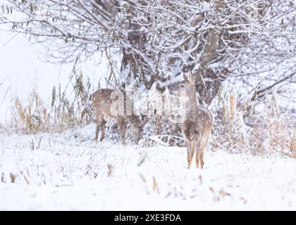 Cerf rou, capreolus capreolus, debout sur la prairie dans une tempête de neige en hiver Banque D'Images